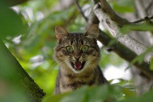 猫