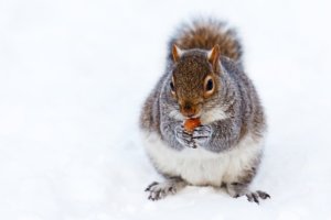 雪原のリス