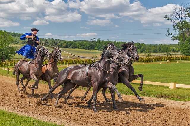 horses