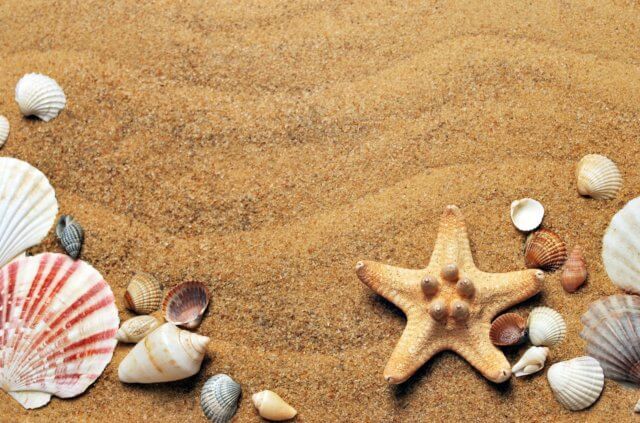 砂浜の貝